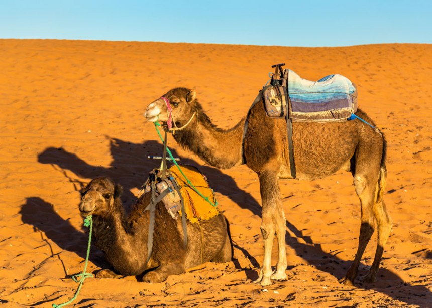 Two camels with saddles, ready to cross the Sahara Sand dunes to the tent camp.