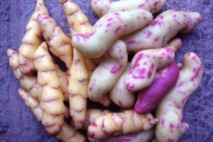 Oca tubers and Ollucu-- pink-dotted potato relative.