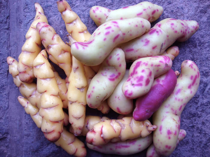Oca tubers and Ollucu-- pink-dotted potato relative.