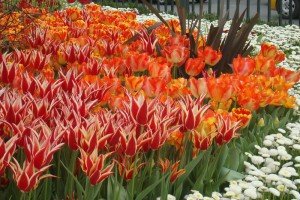 Multicolored tulips bloom in Istanbul. Turkey.