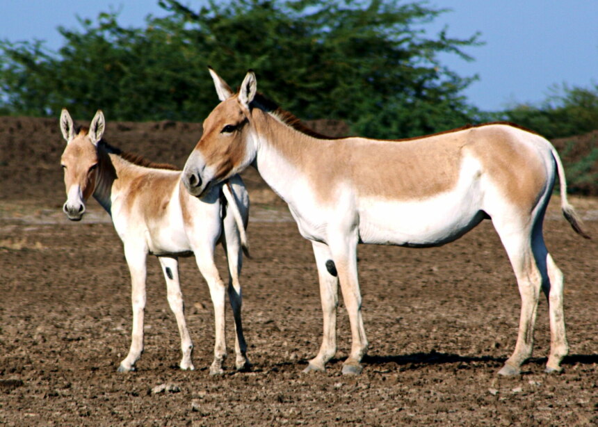 Mother and young Indian Wild ass with tan backs and white stomachs.