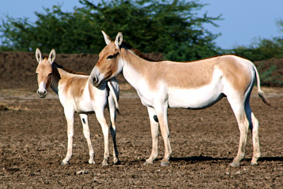 Mother and young Indian Wild ass with tan backs and white stomachs.