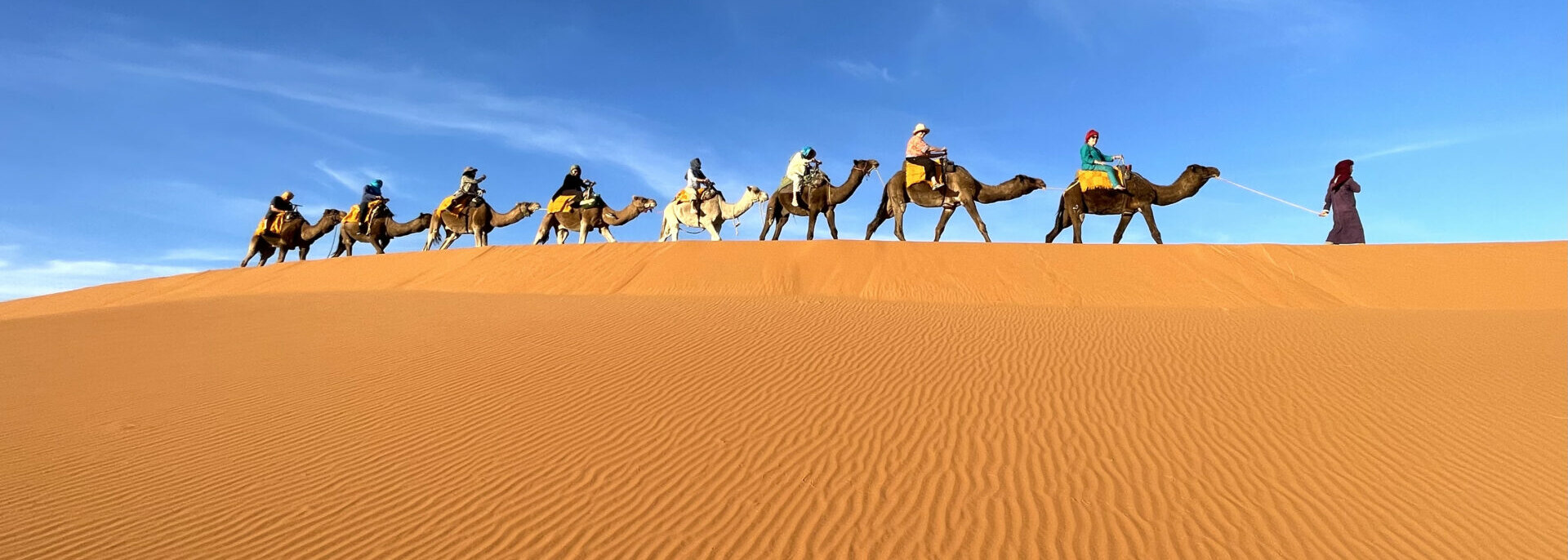A group of tourists on camels traverse orange sand dunes at the edge of the Sahara Desert.
