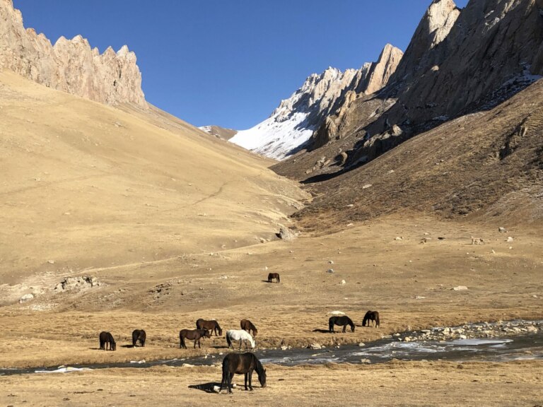 Brown and white semi-wild horses graze in a high-altitude meadow near Tash-Rabat, Kyrgyzstan.