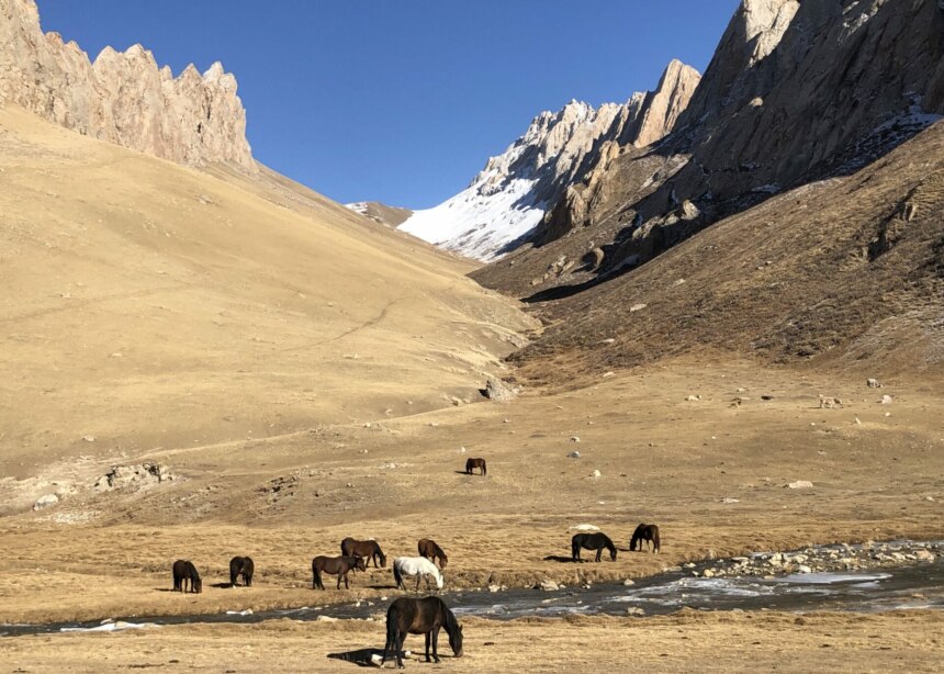 Brown and white semi-wild horses graze in a high-altitude meadow near Tash-Rabat, Kyrgyzstan.