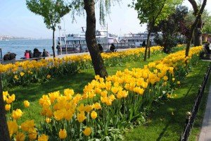 Some of the million tulip bulbs planted in Istanbul, Turkey, annually.